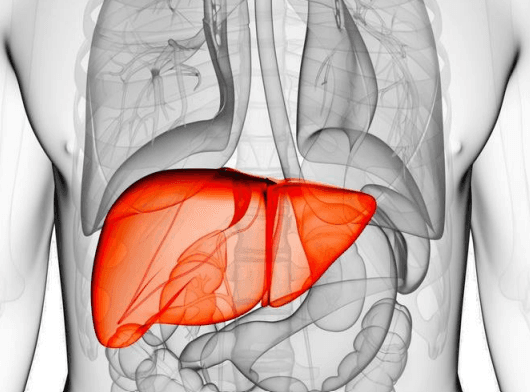 Vista anatómica del abdomen que muestra el hígado alojado en la parte superior derecha, bajo las costillas y el diafragma.